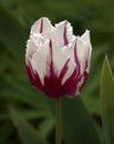 Fancy Burgundy Streaked White Tulip With Frilly Edges Royalty Free Stock Photo