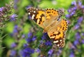 Fancy butterfly Vanessa cardui