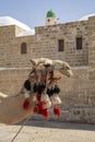 A Fancy Camel in Israel Royalty Free Stock Photo