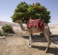 A Fancy Camel in Israel Royalty Free Stock Photo