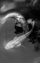 Fancy Carp : Black and White Fine Art Photography