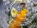 fancy carp fish Royalty Free Stock Photo