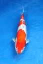 Fancy carp fish in chamber Royalty Free Stock Photo
