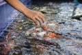 Fancy carp fish,Feeding carp Royalty Free Stock Photo