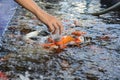 Fancy carp fish,Feeding carp Royalty Free Stock Photo