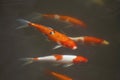 Fancy carp fish or Koi fish / black , orange, white , red Royalty Free Stock Photo