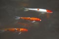 Fancy carp fish or Koi fish / black , orange, white , red Royalty Free Stock Photo