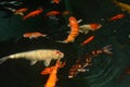 Fancy carp fish, koi fishes, Koi fish in the pond Royalty Free Stock Photo