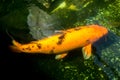 Fancy carp fish in pond. Royalty Free Stock Photo