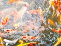 Fancy carp or Koi fish. Royalty Free Stock Photo