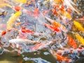 Fancy carp or Koi fish. Royalty Free Stock Photo