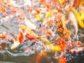 Fancy carp or Koi fish. Royalty Free Stock Photo