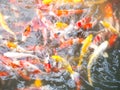 Fancy carp or Koi fish Royalty Free Stock Photo