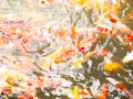 Fancy carp or Koi fish Royalty Free Stock Photo