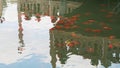Fancy carp or Koi fish swim in the pond of Shanghai Yuyuan garden with ripples and reflection of bridge and sky background