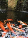 Fancy carp koi fish underwater Royalty Free Stock Photo