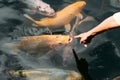 Fancy carp, koi fish in the water Royalty Free Stock Photo