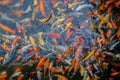 Fancy carp, Mirror carp or Koi fish in the river, Carp are a large group of fish originally found in Central Europe and Asia, Royalty Free Stock Photo