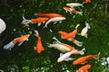 Fancy carp swimming in pond