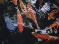 Fancy Carps Fish or Koi Swim in Pond, Movement of Swimming Royalty Free Stock Photo
