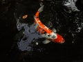 Fancy Carps Fish or Koi Swim in Pond, Movement of Swimming