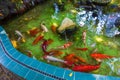 Fancy Carps Fish or Koi Swim in Pond, Movement of Swimming and Space Royalty Free Stock Photo