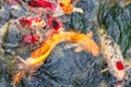 Fancy Carps Fish or Koi fish swimming and waiting for food in pond, Movement of Swimming Royalty Free Stock Photo