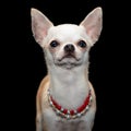 Fancy Chihuahua dog wearing beaded necklaces