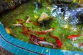 Fancy Carps Fish or Koi Swim in Pond, Movement of Swimming and Space Royalty Free Stock Photo