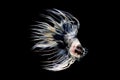 Fancy Crowntail Betta isolate on black background Royalty Free Stock Photo