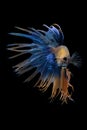 Fancy Crowntail Betta isolate on black background Royalty Free Stock Photo