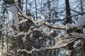 Fancy dangling snowdfirts on a tree branches.