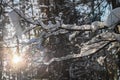 Fancy dangling snowdrifts on a tree branches in the sunlight.