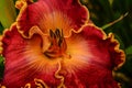 Fancy Daylily