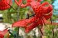 Fancy effect beautiful bright red flowers on nature background, cross-processed tiger Lily flower Royalty Free Stock Photo