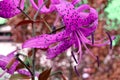 Fancy effect beautiful purple flowers on lilac background, cross-processed tiger Lily flower Royalty Free Stock Photo