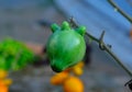 Fancy eggplant, Nipple fruit, Titty Fruit Royalty Free Stock Photo