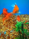 Fantail goldfish swimming in aquarium