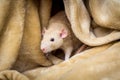 Fancy Pet Rat Royalty Free Stock Photo