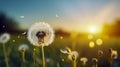 Fancy fluffy white dandelion with seeds flying in the wind. Macro shot of summer nature scene. Blurred background of summer meado Royalty Free Stock Photo