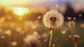 Fancy fluffy white dandelion with seeds flying in the wind. Macro shot of summer nature scene. Blurred background of summer meadow Royalty Free Stock Photo