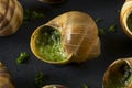 Fancy French Hot Escargot Appetizer Royalty Free Stock Photo