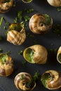 Fancy French Hot Escargot Appetizer Royalty Free Stock Photo