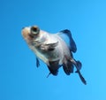 Fancy goldfish on blue background Royalty Free Stock Photo