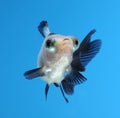 Fancy goldfish on blue background