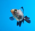 Fancy goldfish on blue background Royalty Free Stock Photo