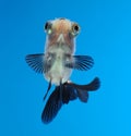 Fancy goldfish on blue background Royalty Free Stock Photo