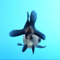 Fancy goldfish on blue background Royalty Free Stock Photo