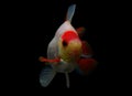 Fancy goldfish isolated on black background