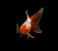 Fancy goldfish isolated on black background